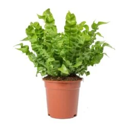 Asplenium Nidus Crispy Wave - Pleated Bird's Nest Fern -Plants Sale Store Asplenium nidus Crispy Wave Pleated Birds Nest Fern Large