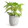 Aucuba Japonica Variegata - Gold Dust Plant -Plants Sale Store Aucuba japonica Variegata Gold Dust Plant 14x35cm Dave Plant Pot Weathered Grey 17x17cm