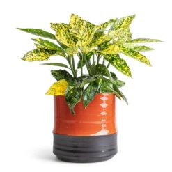 Aucuba Japonica Variegata - Gold Dust Plant -Plants Sale Store Aucuba japonica Variegata Gold Dust Plant 14x35cm Marlijn Plant Pot Coral 17x16cm