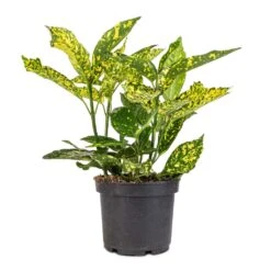 Aucuba Japonica Variegata - Gold Dust Plant -Plants Sale Store Aucuba japonica Variegata Gold Dust Plant
