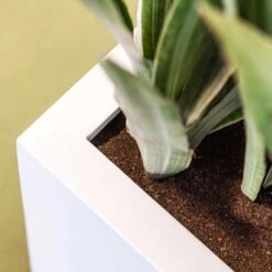 Balcony Planter - Matt White -Plants Sale Store Balcony Planter Matt White Close Up