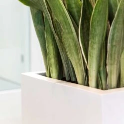 Balcony Planter - Matt White -Plants Sale Store Balcony Planter Matt White Sansevieria