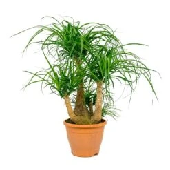 Beaucarnea - Pony Tail Palm - Branched 13 Beaucarnea - Pony Tail Palm - Branched -Plants Sale Store Beaucarnea Pony Tail Palm Branched 26x75cm