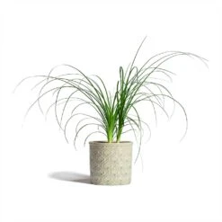 Beaucarnea - Pony Tail Palm - Head -Plants Sale Store Beaucarnea Pony Tail Palm Head 12x45cm Venetian Plant Pot Grey 16x14cm