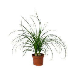 Beaucarnea - Pony Tail Palm - Head -Plants Sale Store Beaucarnea Pony Tail Palm Head