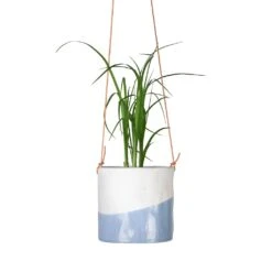 Beaucarnea - Pony Tail Palm - Head -Plants Sale Store Beaucarnea Pony Tail Palm Head 9x30cm Dip Hanging Indoor Pot 12x12cm