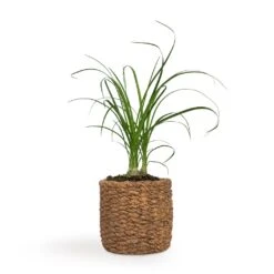 Beaucarnea - Pony Tail Palm - Head -Plants Sale Store Beaucarnea Pony Tail Palm Head 9x30cm Gina Plant Pot Natural 12x11cm