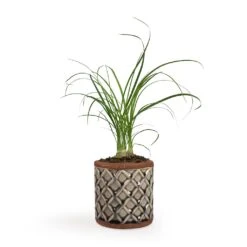 Beaucarnea - Pony Tail Palm - Head -Plants Sale Store Beaucarnea Pony Tail Palm Head 9x30cm Liam Plant Pot Grey 11x11cm