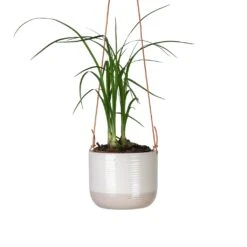Beaucarnea - Pony Tail Palm - Head -Plants Sale Store Beaucarnea Pony Tail Palm Head 9x30cm Ripple Hanging Indoor Pot 11x9cm