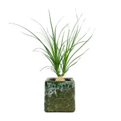 Beaucarnea - Pony Tail Palm - Orb -Plants Sale Store Beaucarnea Pony Tail Palm Orb Lava Cube Relic Planter Jade 2acf75ca d454 4cd6 afa4 9df339f535cd