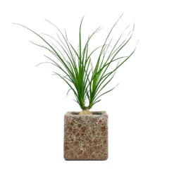 Beaucarnea - Pony Tail Palm - Orb -Plants Sale Store Beaucarnea Pony Tail Palm Orb Lava Cube Relic Planter Pink 474575ea b3e7 41a6 8aab 6cb017deb643