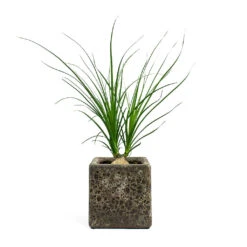 Beaucarnea - Pony Tail Palm - Orb -Plants Sale Store Beaucarnea Pony Tail Palm Orb Lava Cube Relic Planter Rust bc8d1eaf 4928 4d0c 9837 043c671d1a6a