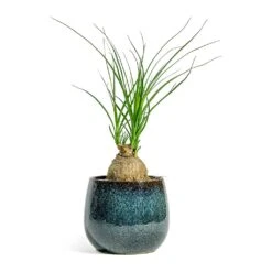 Beaucarnea - Pony Tail Palm - Orb -Plants Sale Store Beaucarnea Pony Tail Palm Orb Odile Plant Pot Moss 2bd8b98d daeb 4b56 858a 0f9118d58af2