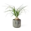 Beaucarnea - Pony Tail Palm - Orb -Plants Sale Store Beaucarnea Pony Tail Palm Orb Saar Plant Pot Earth Cement