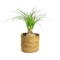 Beaucarnea - Pony Tail Palm - Orb -Plants Sale Store Beaucarnea Pony Tail Palm Orb Stef Plant Baskets Set of 5 Natural