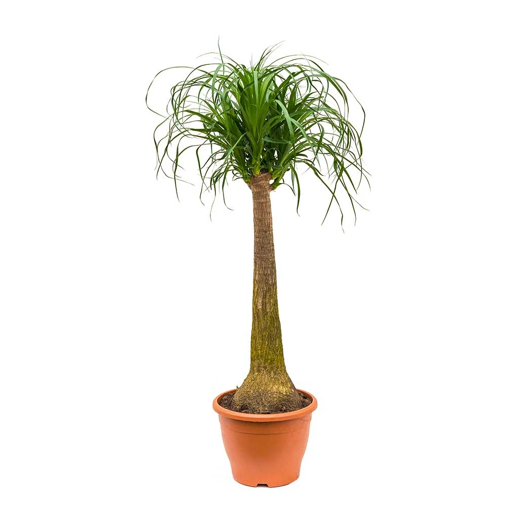 Beaucarnea - Pony Tail Palm - Single Stem 15 Beaucarnea - Pony Tail Palm - Single Stem - Image 13
