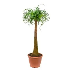 Beaucarnea - Pony Tail Palm - Single Stem 32 Beaucarnea - Pony Tail Palm - Single Stem -Plants Sale Store Beaucarnea Pony Tail Palm Single Stem 125cm