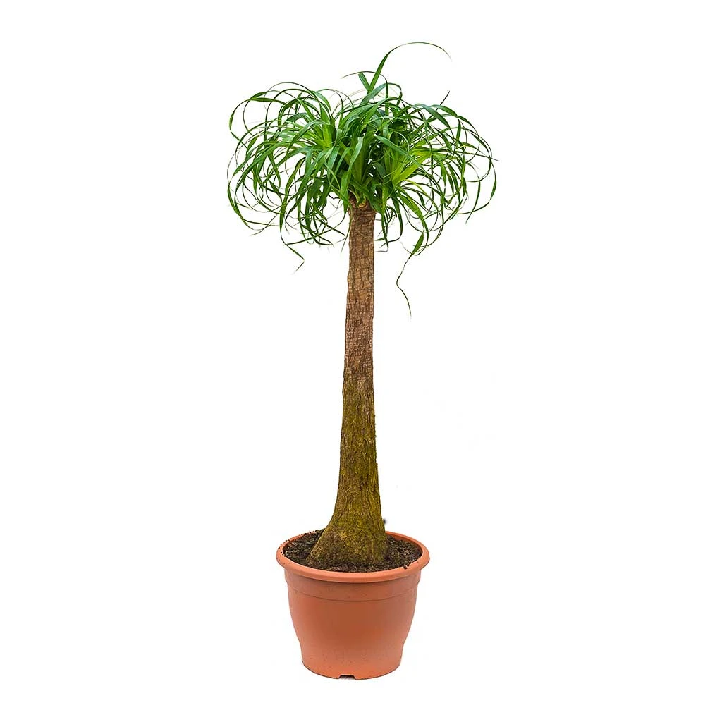 Beaucarnea - Pony Tail Palm - Single Stem 16 Beaucarnea - Pony Tail Palm - Single Stem - Image 14