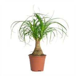 Beaucarnea - Pony Tail Palm - Single Stem 27 Beaucarnea - Pony Tail Palm - Single Stem -Plants Sale Store Beaucarnea Pony Tail Palm Single Stem 14x35cm