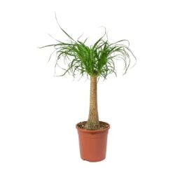Beaucarnea - Pony Tail Palm - Single Stem 23 Beaucarnea - Pony Tail Palm - Single Stem -Plants Sale Store Beaucarnea Pony Tail Palm Single Stem