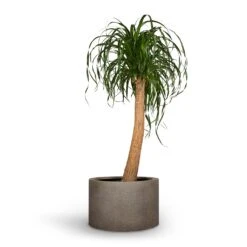 Beaucarnea - Pony Tail Palm - Single Stem 29 Beaucarnea - Pony Tail Palm - Single Stem -Plants Sale Store Beaucarnea Pony Tail Palm Single Stem 30x125cm Grigio Cylinder Planter Natural Concrete 48x32cm 71043c72 6bae 4523 b890 9e1e6cb57d62