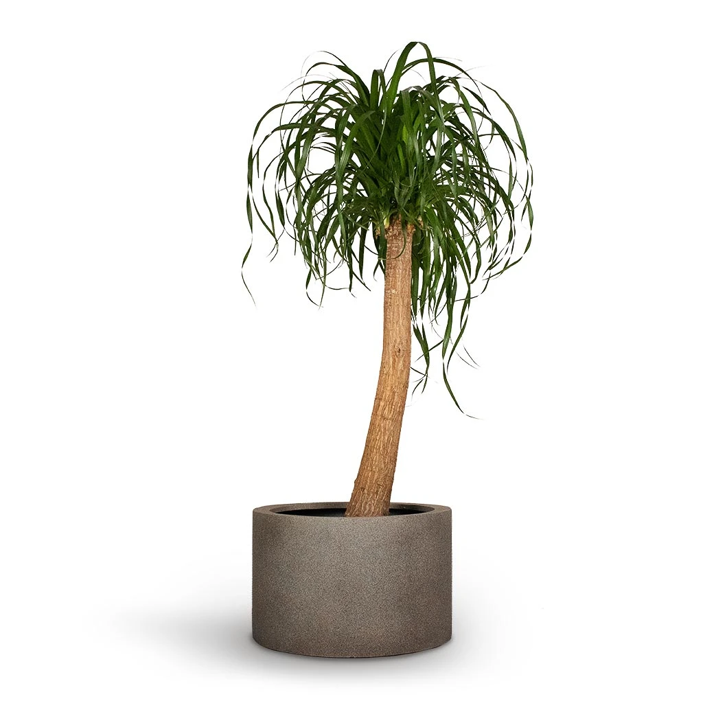 Beaucarnea - Pony Tail Palm - Single Stem 13 Beaucarnea - Pony Tail Palm - Single Stem - Image 11
