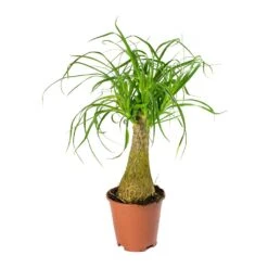 Beaucarnea - Pony Tail Palm - Single Stem 28 Beaucarnea - Pony Tail Palm - Single Stem -Plants Sale Store Beaucarnea Pony Tail Palm Single Stem 45cm