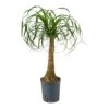 Beaucarnea - Pony Tail Palm - Single Stem - HydroCare -Plants Sale Store Beaucarnea Pony Tail Palm Single Stem Hydroculture Indoor Plant Large