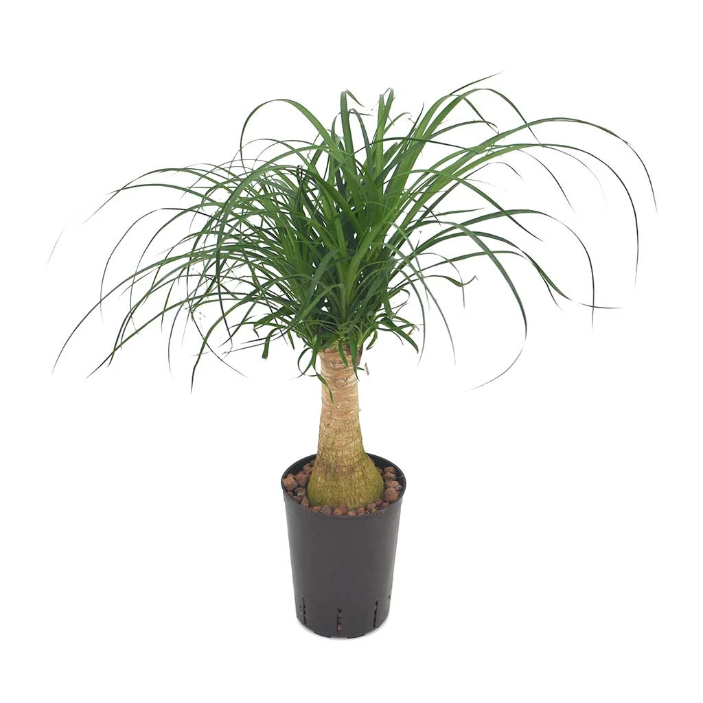 Beaucarnea - Pony Tail Palm - Single Stem - HydroCare 4 Beaucarnea - Pony Tail Palm - Single Stem - HydroCare - Image 2