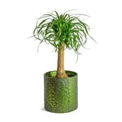 Beaucarnea - Pony Tail Palm - Single Stem 22 Beaucarnea - Pony Tail Palm - Single Stem -Plants Sale Store Beaucarnea Pony Tail Palm Single Stem Jiro Metal Plant Pots Set of 6 Green
