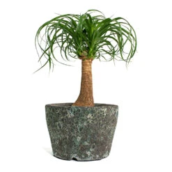 Beaucarnea - Pony Tail Palm - Single Stem 26 Beaucarnea - Pony Tail Palm - Single Stem -Plants Sale Store Beaucarnea Pony Tail Palm Single Stem Lava Couple Straight Relic Planter Jade c4283446 fe6d 49e3 b2e4 802b1f90b6b6