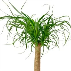 Beaucarnea - Pony Tail Palm - Single Stem 33 Beaucarnea - Pony Tail Palm - Single Stem -Plants Sale Store Beaucarnea Pony Tail Palm Single Stem Leaves