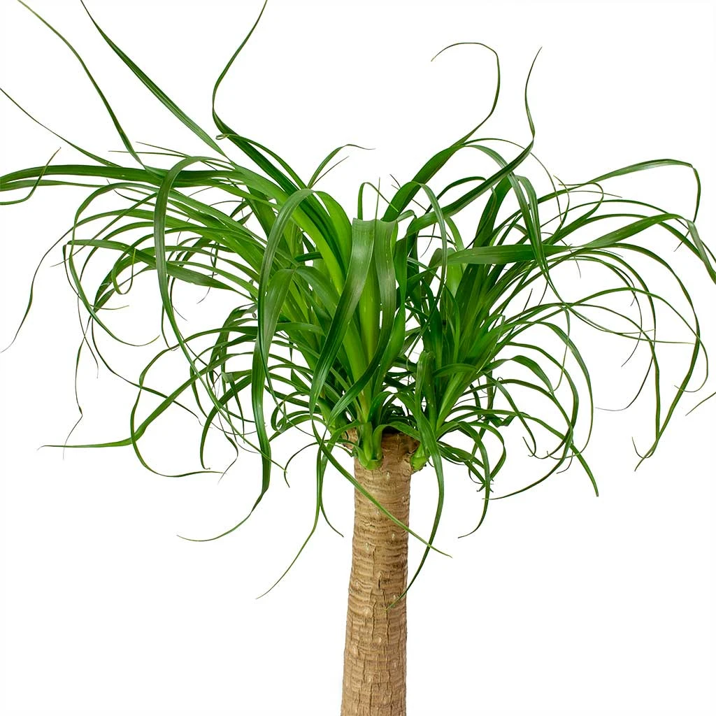 Beaucarnea - Pony Tail Palm - Single Stem 17 Beaucarnea - Pony Tail Palm - Single Stem - Image 15
