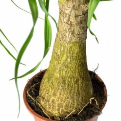 Beaucarnea - Pony Tail Palm - Single Stem 34 Beaucarnea - Pony Tail Palm - Single Stem -Plants Sale Store Beaucarnea Pony Tail Palm Single Stem Trunk 45cm