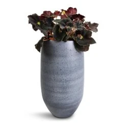 Begonia BD Rex - Anne Begonia -Plants Sale Store Begonia BD Rex Anne Begonia 12x20cm Esra Plant Vase Graphite 20x35cm d386705d 368d 4d8c a88e 0638a4733b10