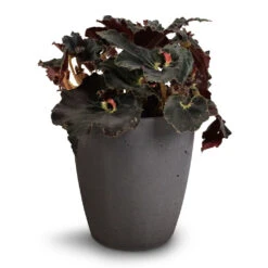 Begonia BD Rex - Anne Begonia
