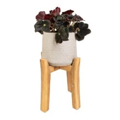 Patt Plant Pot - Tall Stand - Grey Washed 12 Patt Plant Pot - Tall Stand - Grey Washed -Plants Sale Store Begonia BD Rex Anne Begonia 12x20cm Patt Plant Pot Tall Stand Grey Washed 23x34cm d811cb27 bdee 4fa1 888c a593aab716f9