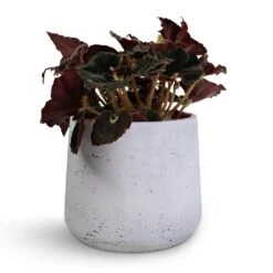 Patt Plant Pot - White Washed -Plants Sale Store Begonia BD Rex Anne Begonia 12x20cm Patt Plant Pot White Washed 16x14cm
