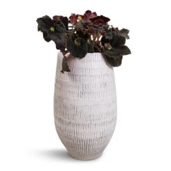 Ryan Plant Vase - White Black -Plants Sale Store Begonia BD Rex Anne Begonia 12x20cm Ryan Plant Vase White Black 18x30cm cf4e0010 7d21 48a2 b45e 31c71ef7d4eb