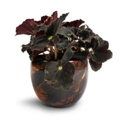 Begonia BD Rex - Anne Begonia -Plants Sale Store Begonia BD Rex Anne Begonia 12x20cm Vive Metal Plant Pots Set3 Lava smallest 7a573a10 09ec 4f99 b0ea c11400699662