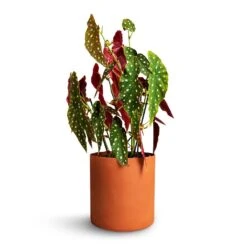 Puk Refined Planter - Canyon Orange -Plants Sale Store Begonia Maculata Polka Dot Begonia 22x70cm Puk Refined Planter Canyon Orange 25x24.5cm 2cfa1a29 c0b9 4726 a0db 2af99bb1b4f7