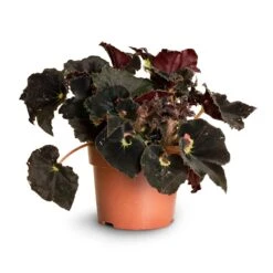 Begonia BD Rex - Anne Begonia -Plants Sale Store Begonia Rex Anne