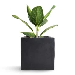 Fleur Natural Planter - Black 21 Fleur Natural Planter - Black -Plants Sale Store Bengal Fig Fleur Natural Planter Black 20x20x20cm