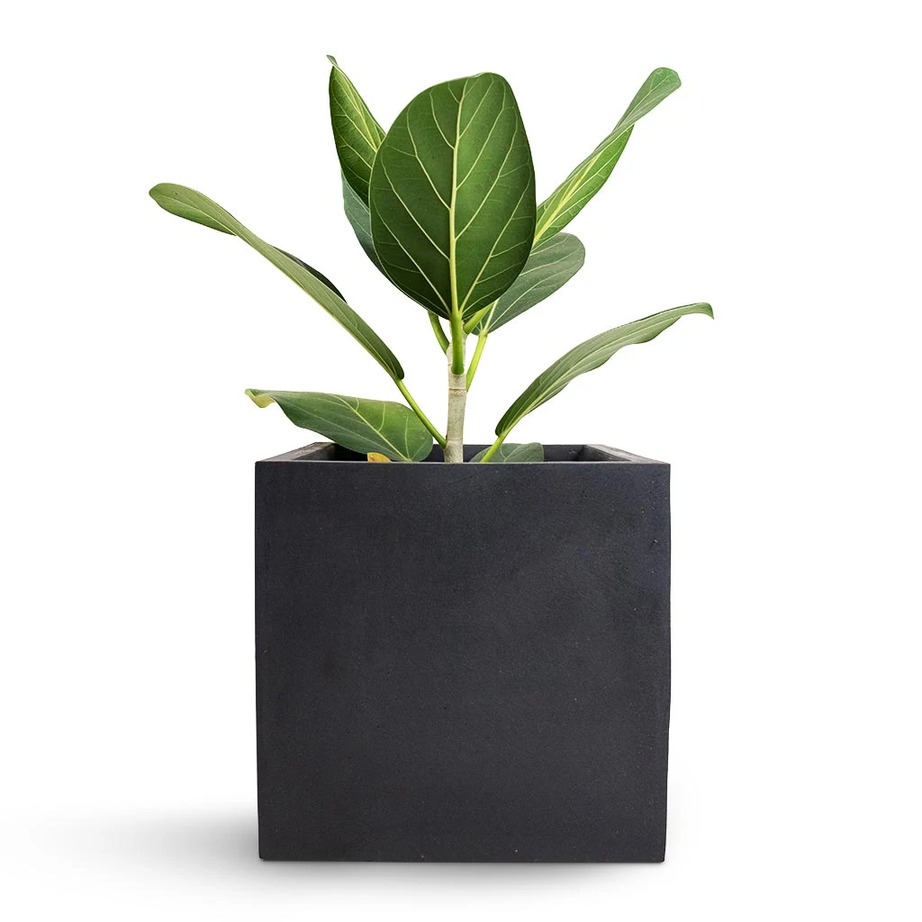 Fleur Natural Planter - Black 8 Fleur Natural Planter - Black - Image 6
