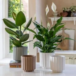 Bourton Scalloped Plant Pot - Ivory 14 Bourton Scalloped Plant Pot - Ivory -Plants Sale Store BourtonScallopedPlantPot Ivory 18x18cm e7837bc3 1dad 4236 9401 1b4ddd81224a