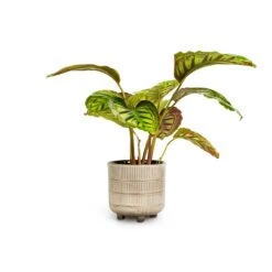 Calathea Flamestar -Plants Sale Store Calathea Flamestar 14x45cm Denise Plant Pot Off White 17x17cm