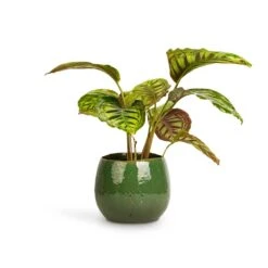 Calathea Flamestar -Plants Sale Store Calathea Flamestar 14x45cm Mischa Plant Pot Forest Green 22x18cm