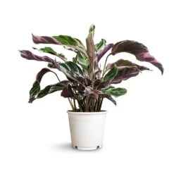 Calathea Fusion White -Plants Sale Store Calathea Fusion White 14x35cm