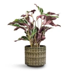 Calathea Fusion White -Plants Sale Store Calathea Fusion White 14x35cm Stian Plant Pot Moss Green 18x17cm