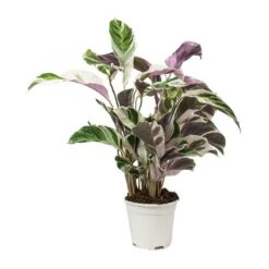 Calathea Fusion White -Plants Sale Store Calathea Fusion White